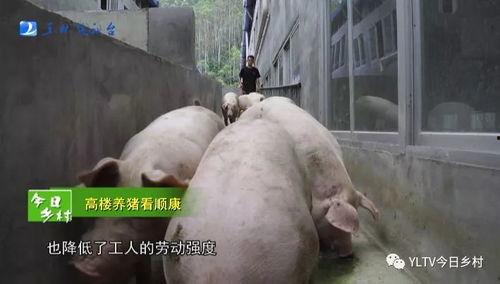 袁湘南猪场爆料视频,揭开养殖业的惊人内幕 第2张 袁湘南猪场爆料视频,揭开养殖业的惊人内幕 第2张